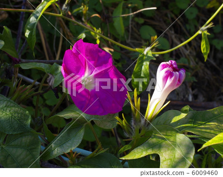 Morning sun Morning sun 6009460