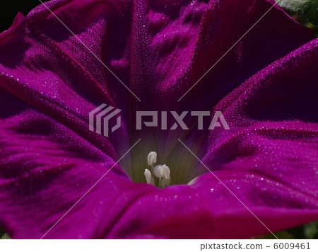  早晨的太陽 6009461