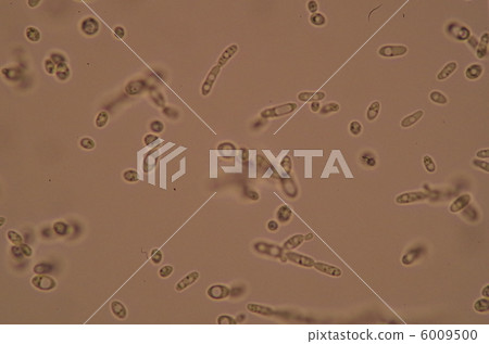 酵母·顯微照片 6009500