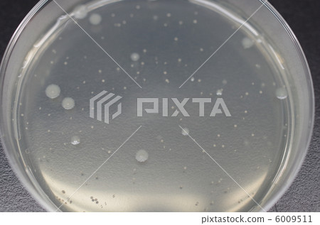 微生物檢查 6009511