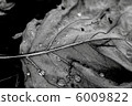 Decay 6009822