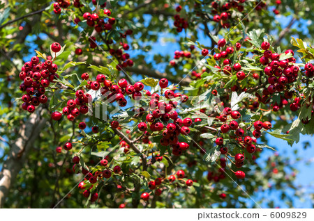 Ripe hawthorn in autumn 6009829