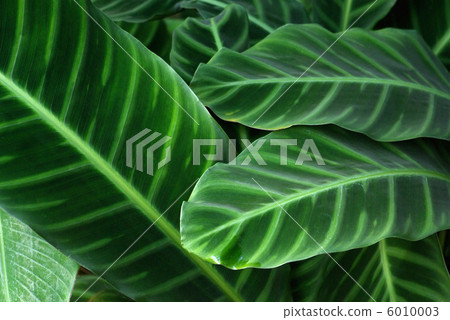 Kalathea's leaves 6010003