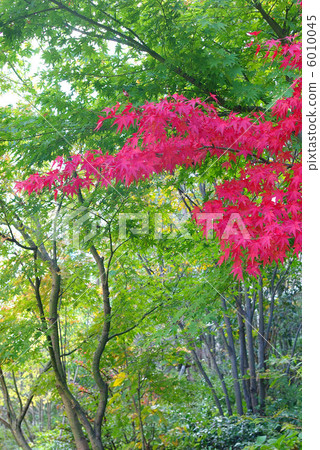 秋天的楓葉 6010045