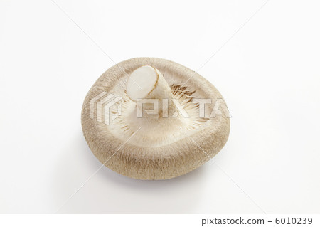 Mushroom · Shiitake 6010239