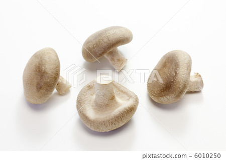蘑菇·香菇 蘑菇·香菇 6010250