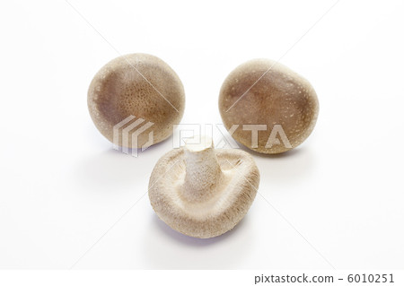 蘑菇·香菇 6010251