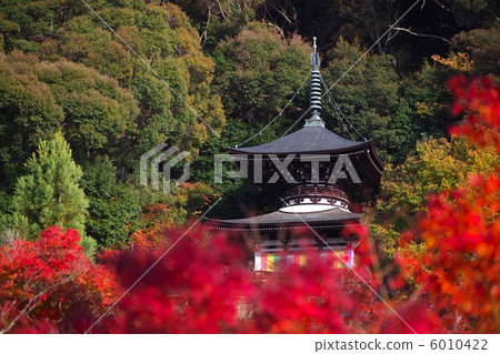 Eiken-do Taga 6010422