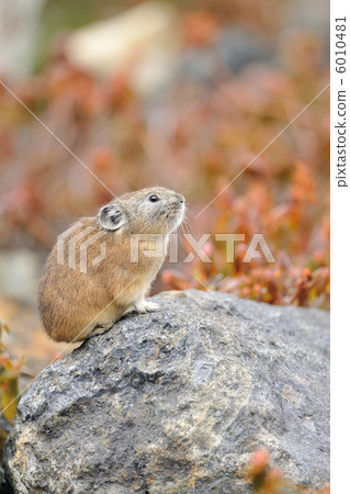 Ezo頑皮的兔子 6010481