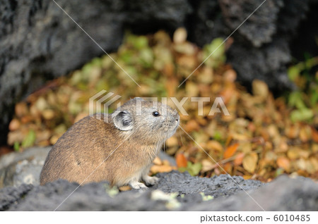 Ezo頑皮的兔子 6010485