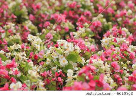 Begonia 6010568