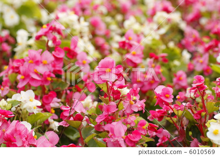 Begonia 6010569
