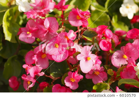 Begonia 6010570