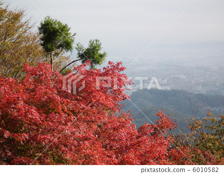 Autumn leaves Mt. Takao 6010582