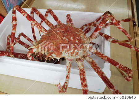 Japanese spider crab 6010640