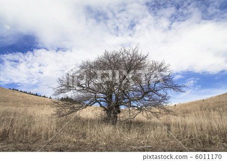 信州高原的光禿禿的樹 信州高原的光禿禿的樹 6011170