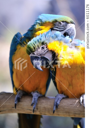 Ruri Macawo Ruri Macawo 6011176