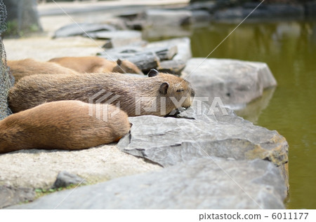 Capybara 6011177