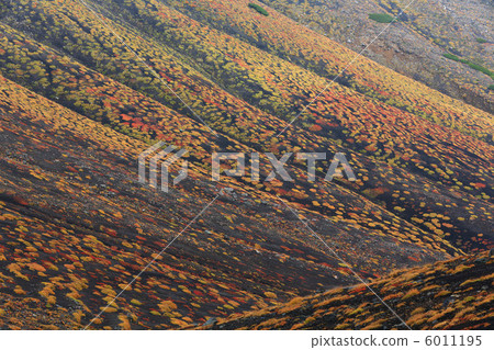 一群秋葉 6011195