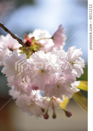 Shiogama Sakura Shiogama Sakura 6011212