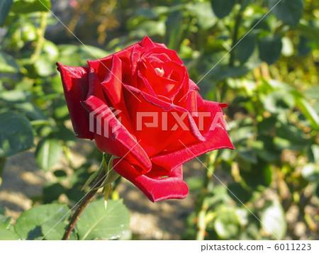 Red rose 6011223
