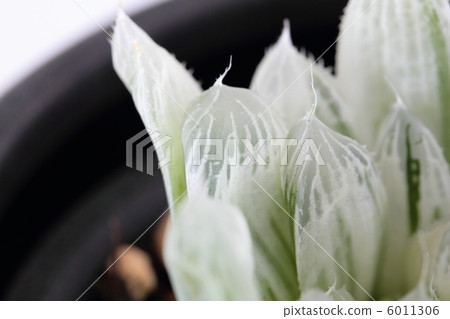 Pilfera Nishiki 6011306