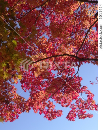 Autumn leaves Autumn leaves 6011424
