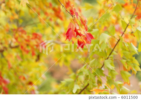 三叉戟楓葉秋葉 6011500