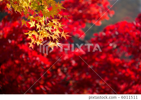 秋天的樹葉 6011511