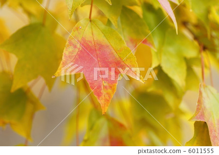 三叉戟楓葉秋葉 三叉戟楓葉秋葉 6011555