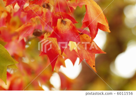 三叉戟楓葉秋葉 三叉戟楓葉秋葉 6011556