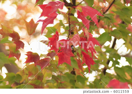 Trident maple autumn leaves 6011559