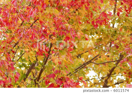 三叉戟楓葉秋葉 6011574