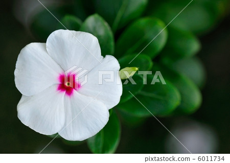 Nichinichiso Nichinichiso 6011734