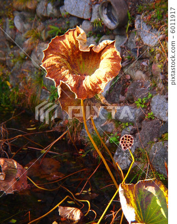 死荷葉和蓮花果實 6011917