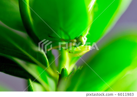 花蜘蛛 花蜘蛛 6011983