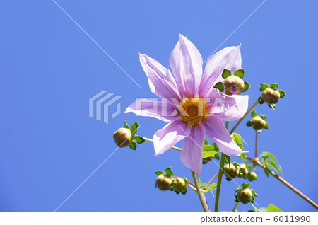 November Coty Dialia · Asteraceae 82 6011990