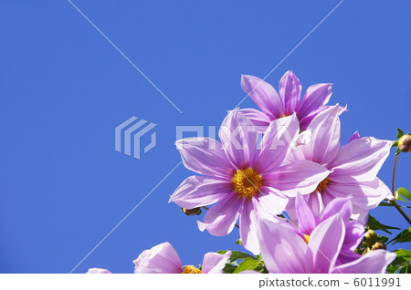 11月Coty Daria·Asteraceae 81 6011991