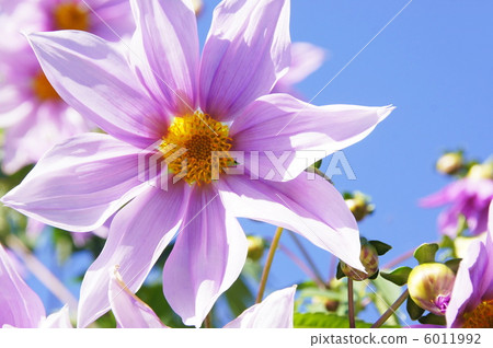 11月Coty Daria·Asteraceae 80 6011992