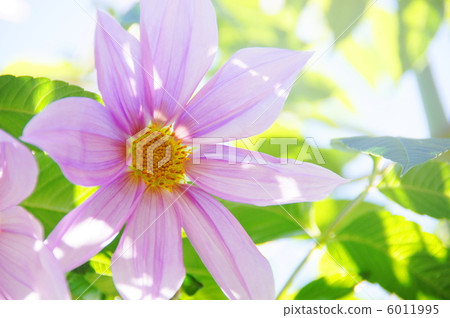 11月Coty Daria·Asteraceae 77 6011995