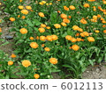 Marigold  6012113