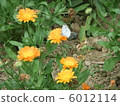 Mary gold and monstrochu 6012114