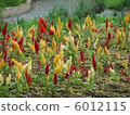 Colorful flowers 6012115