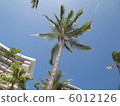 夏威夷的棕櫚樹 6012126