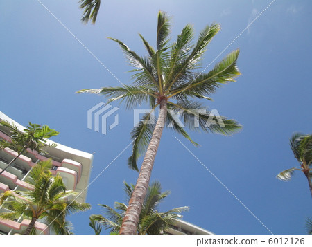 夏威夷的棕櫚樹 6012126