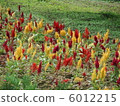 Colorful flowers 6012215