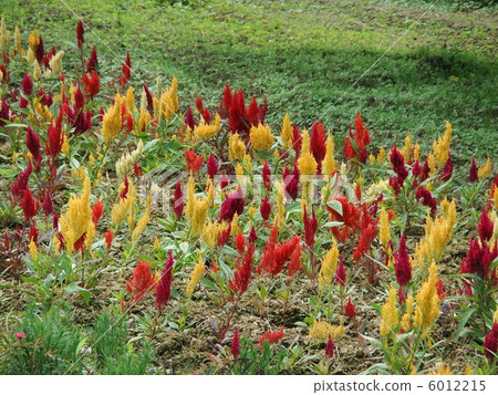 Colorful flowers Colorful flowers 6012215