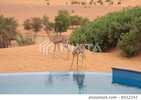 Gazelle came to drink water 6012242