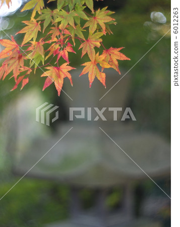 燈籠和楓樹 6012263