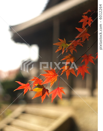 神社和楓樹 6012264